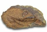 Fossil Leaf (Rhamnus?) Pos/Neg - Hell Creek Formation #253034-1